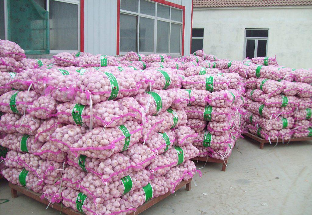 專業大蒜加工與進出口服務，工廠直供，規格齊全